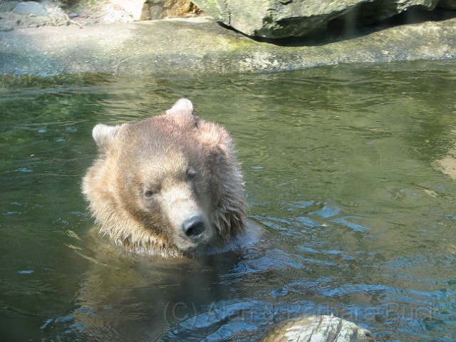 IMG_0019.JPG - And the Bear enjoying a dip in the sunshine.