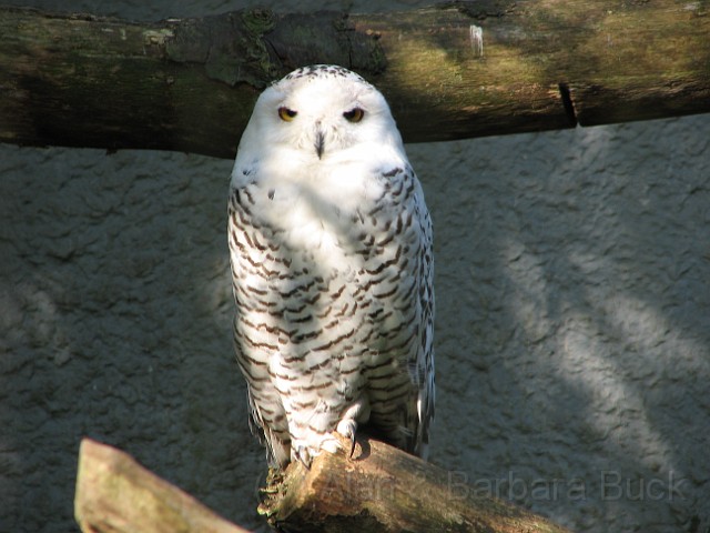 IMG_0021.JPG - A Snowy Owl.