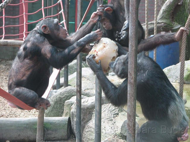 IMG_0027_edited-1.jpg - Share and share alike amongst the chimpanzees.