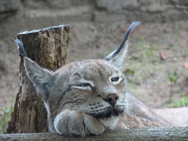 IMG_0038.JPG - A Lynx, watchful and restful at the same time.