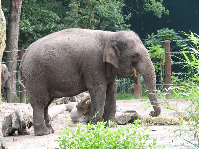 IMG_0040.JPG - An elephant enjoying lunch.