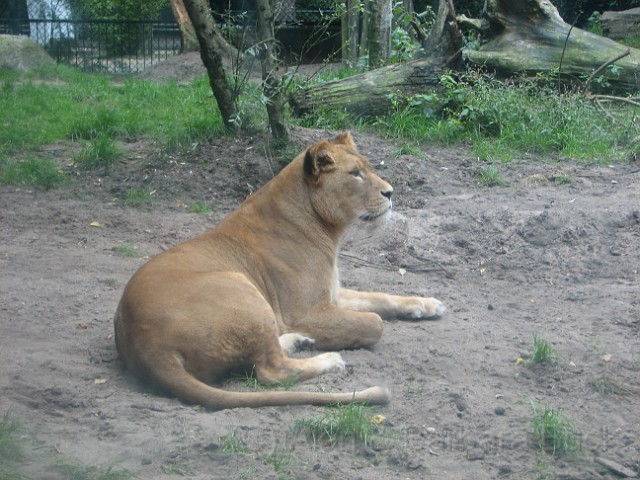 IMG_0057.JPG - A lioness looks alert