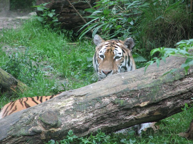 IMG_0066.JPG - The tiger plays peek-a-boo with the camera.