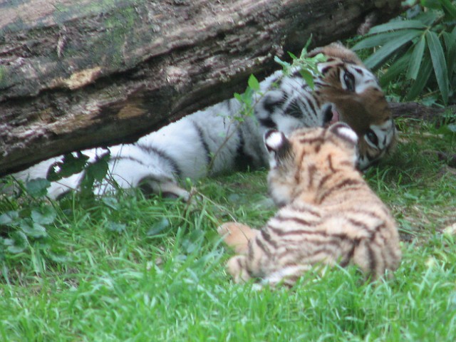 IMG_0067_edited-1.jpg - A Tiger playing peek-a-boo with baby.