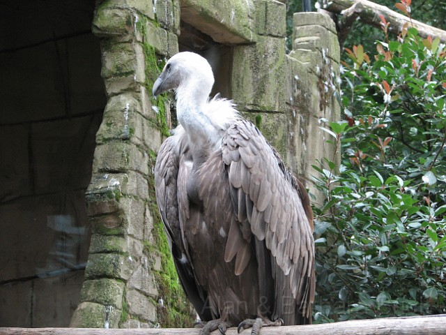 IMG_0069.JPG - A vulture.