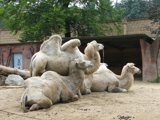 IMG_0072.JPG - Camels being sociable.