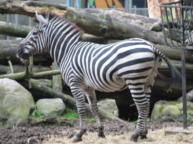 IMG_0077_edited-1.jpg - A zebra showing off