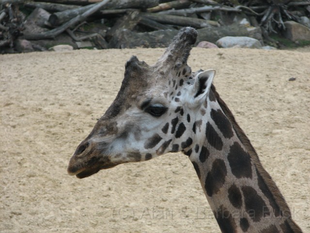 IMG_0089.JPG - A giraffe.