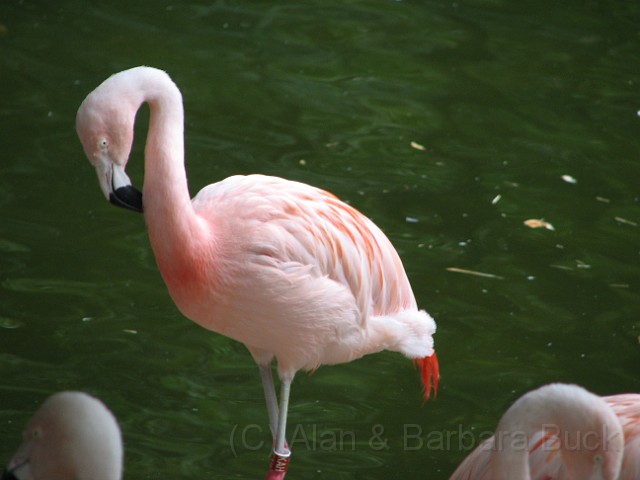 IMG_0093.JPG - A flamingo