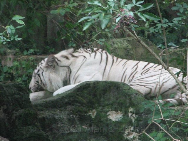 IMG_0097.JPG - Siberian tiger.