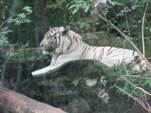 IMG_0099.JPG - Siberian tiger.