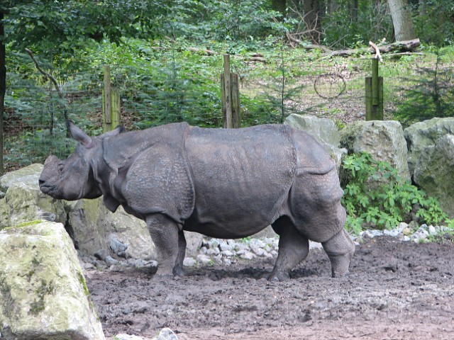 IMG_0100.JPG - A rhino.