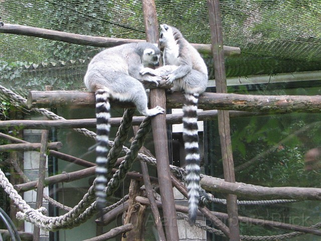 IMG_0114_edited-1.jpg - Ring tailed lemurs.