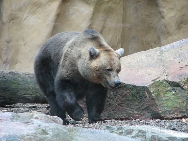 IMG_0125.JPG - A Bear wanders round his enclosure.