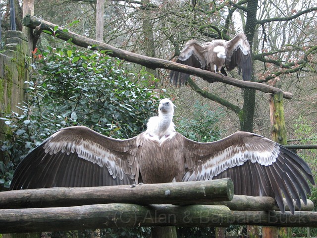 IMG_0642.JPG - A couple of vultures having a stretch.