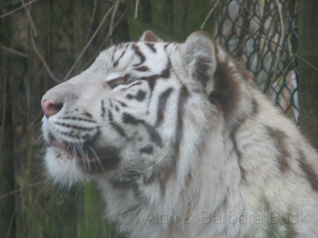 IMG_0651.JPG - Siberian Tiger.