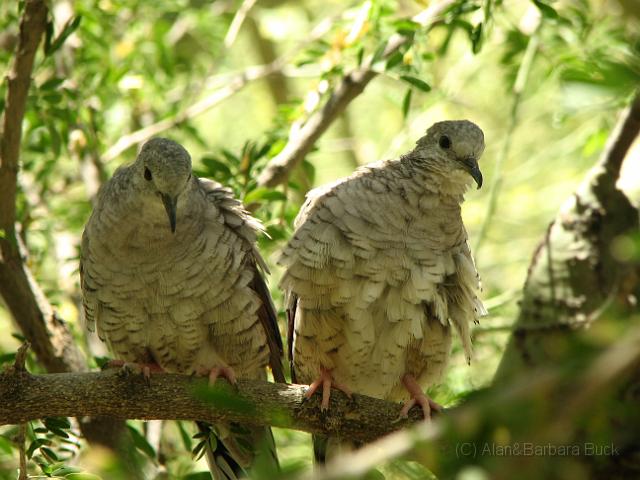 IMG_4896.JPG - Two doves at the Desert Museum