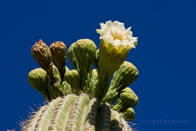 IMGP7142.jpg - Cactus flowers