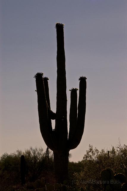 IMGP7154.jpg - The classic cactus.